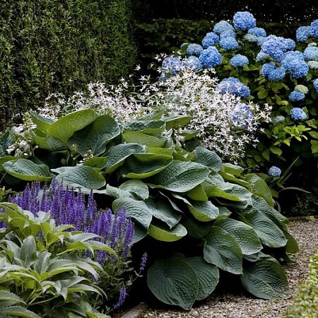 Evergem_1_-_M[1]._Vermeulen-Nigella_011.jpg